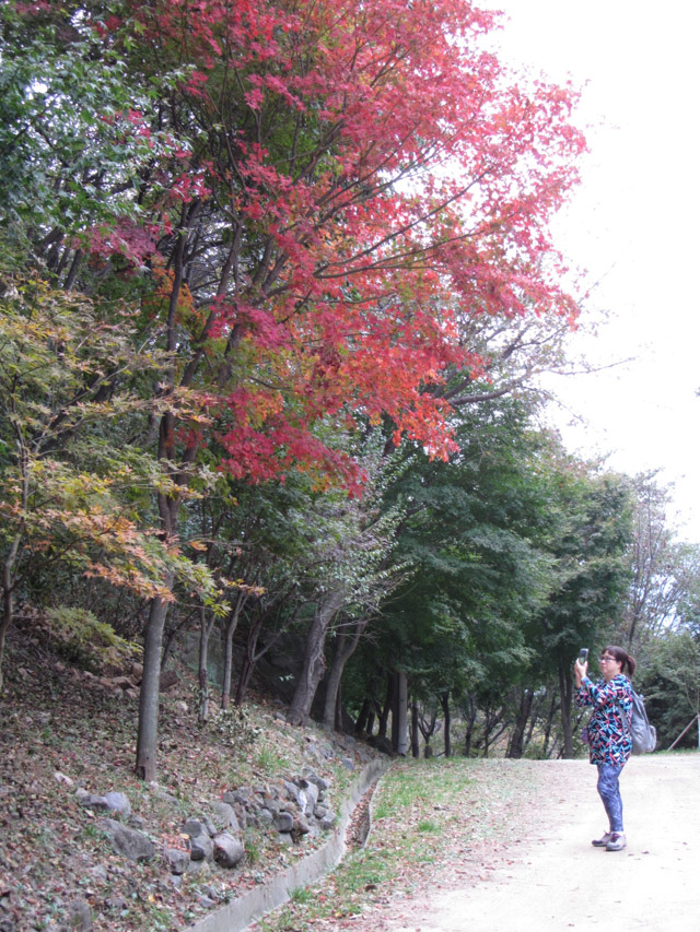 韓國釜山 天魔山、天魔山雕像公園登山路 紅葉