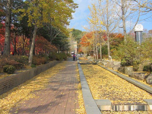 韓國大邱八公山 桐華寺前公園秋天紅楓、黃杏景色
