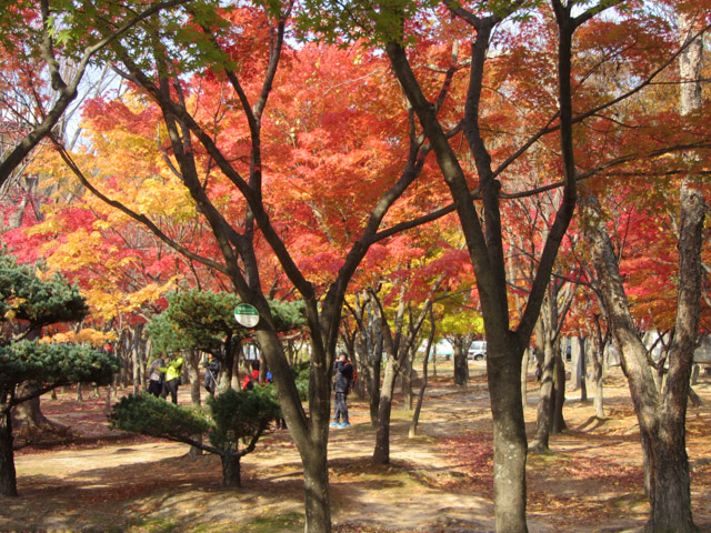 韓國大邱八公山 桐華寺前公園秋天紅楓葉樹林景色