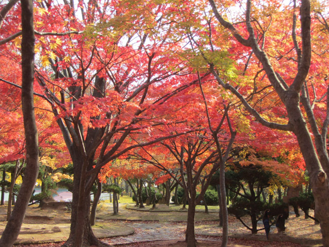 韓國大邱八公山公園秋天紅楓葉樹林景色