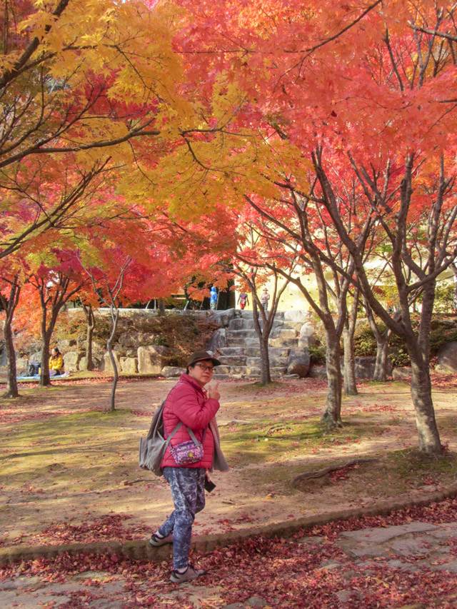 韓國大邱八公山公園秋天紅楓葉樹林景色