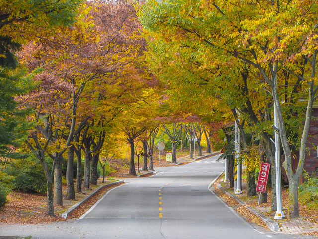 韓國慶山盤谷池附近漂亮紅黃葉隧道