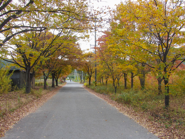 韓國慶山盤谷池附近漂亮紅黃葉隧道