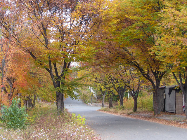 韓國慶山盤谷池附近漂亮紅葉