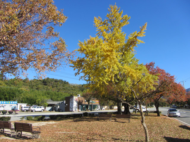 韓國慶州佛國寺駅前公園 秋天黃杏、紅葉景色