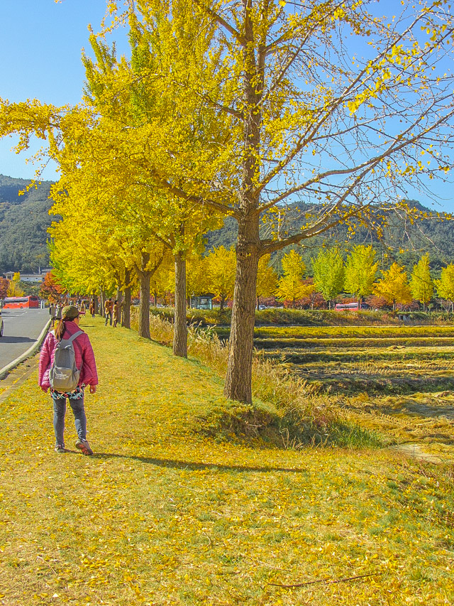 韓國慶州 統一殿 銀杏樹大道 秋天金黃色世界