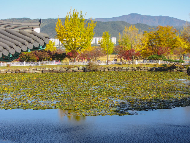 韓國慶州統一殿 秋天黃銀杏、紅葉景色