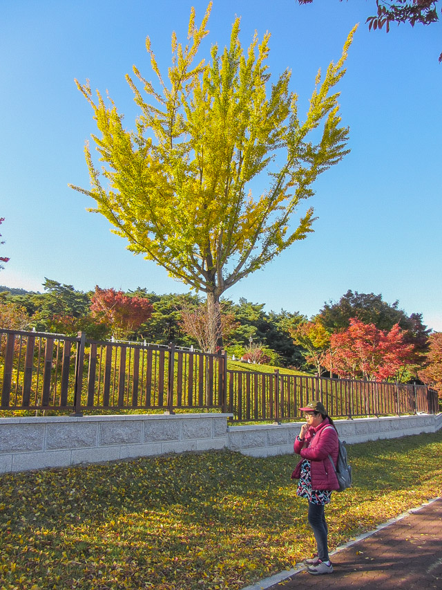 韓國慶州統一殿 秋天黃銀杏、紅葉漂亮景色