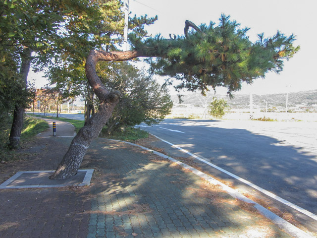 韓國慶州統一殿銀杏樹大道步行往慶北山林環境研究院