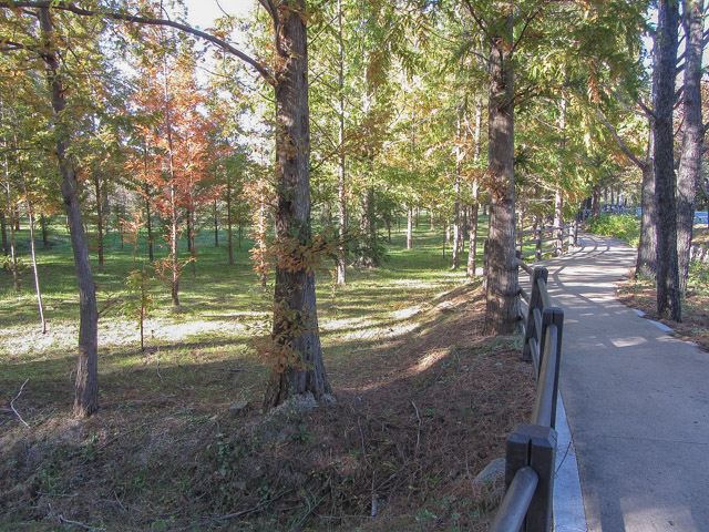 韓國慶州統一殿銀杏樹大道步行往慶北山林環境研究院 松樹林
