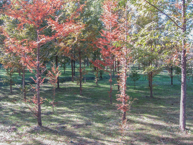 韓國慶州統一殿銀杏樹大道步行往慶北山林環境研究院 松樹林