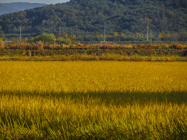 韓國慶州統一殿銀杏樹大道步行往慶北山林環境研究院 金黃色稻田