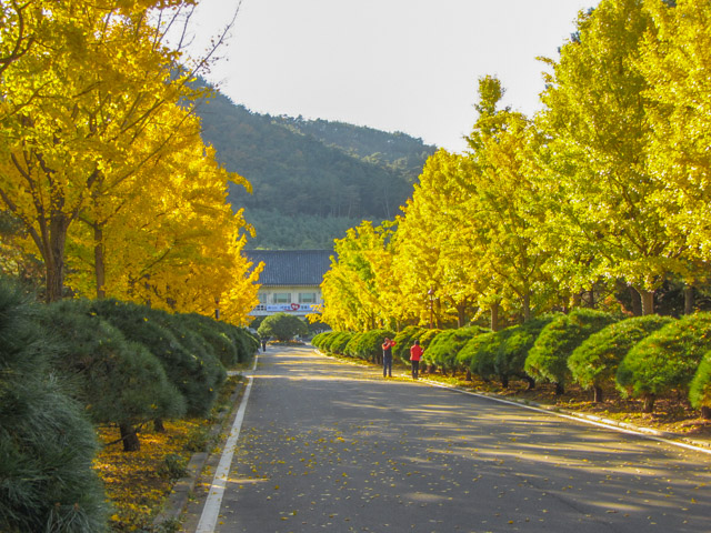 韓國慶北山林環境研究院 黃澄澄的銀杏樹大道