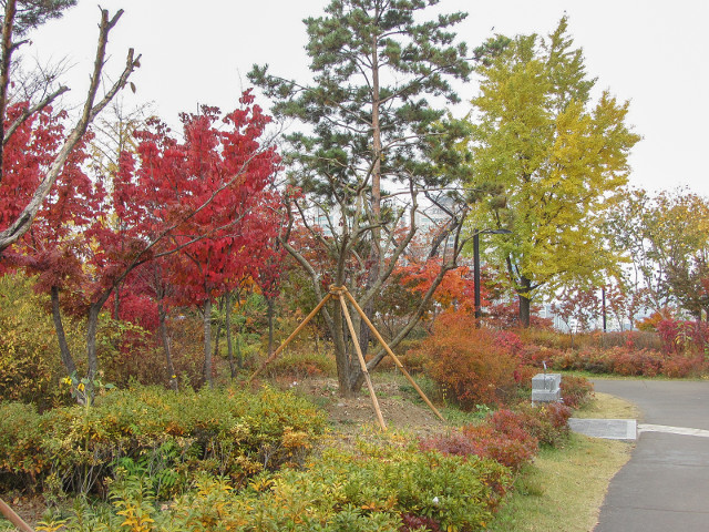 韓國首爾南山公園 白凡廣場 秋天紅葉景色