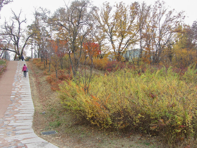 韓國首爾南山公園 秋天紅葉景色