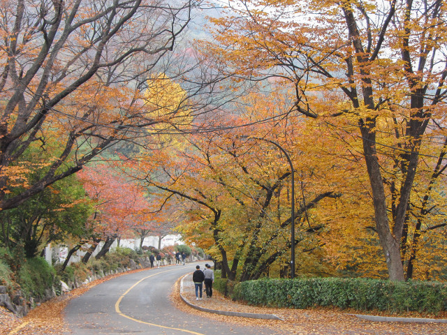 韓國首爾南山公園 秋天紅葉景色