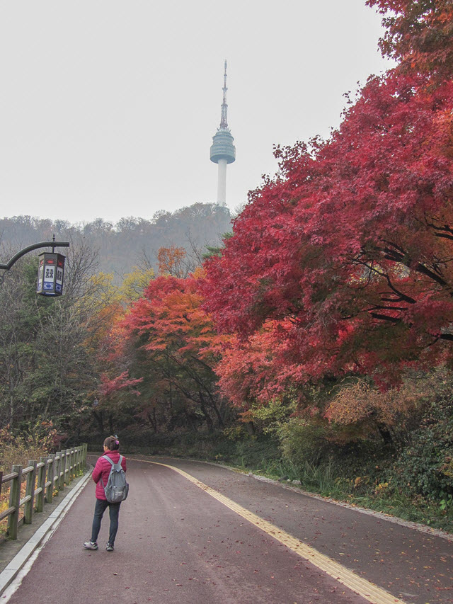 首爾南山北側循環路 秋天紅楓葉漂亮景色