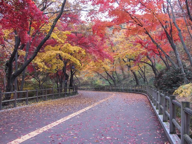 首爾南山公園 南山北側循環路 秋天紅楓葉漂亮景色