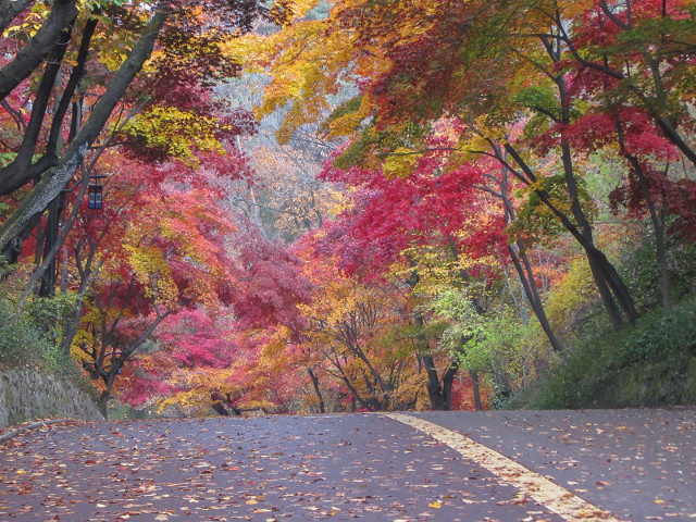首爾南山公園 南山北側循環路 秋天紅楓葉漂亮景色