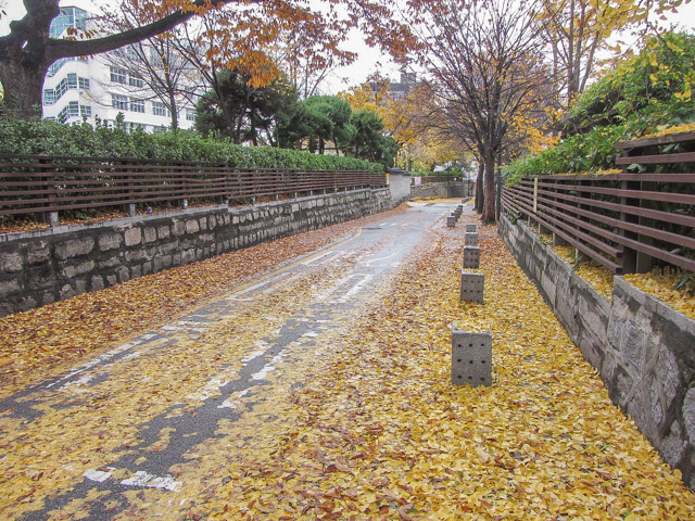 韓國首爾 三清洞石牆路 秋天紅葉、金黃銀杏漂亮景色
