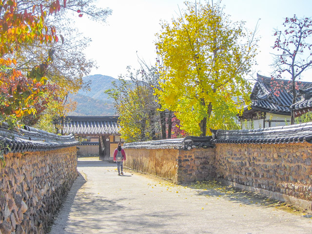 韓國安東河回村 秋天紅楓葉、黃銀杏景色