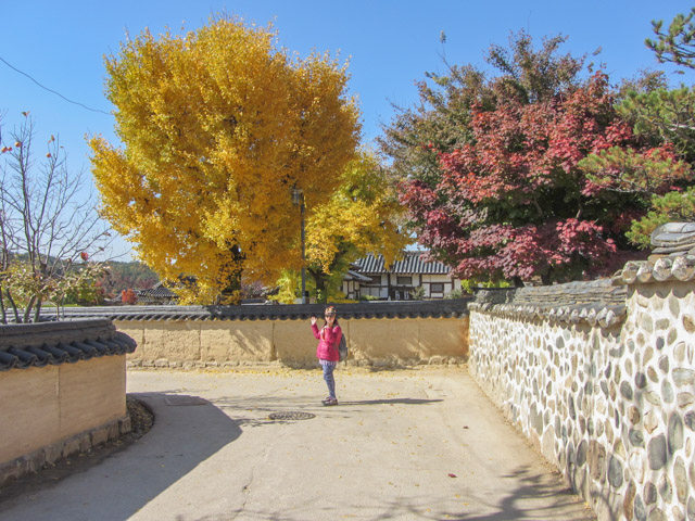 韓國安東河回村 秋天紅楓葉、黃銀杏景色