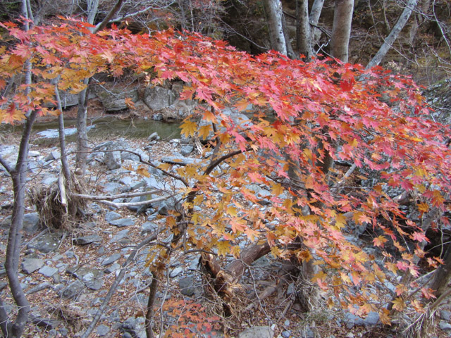 韓國周王山國立公園 秋天紅葉