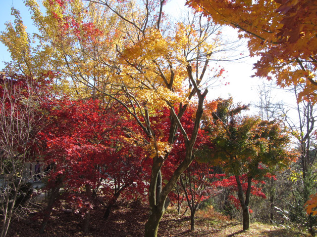 榮州浮石寺 秋天漂亮紅葉景色
