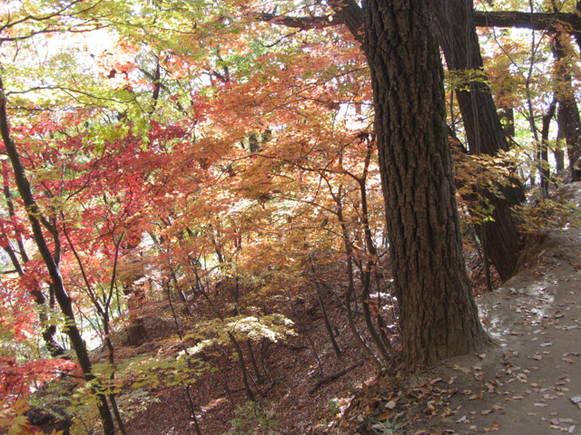 韓國榮州浮石寺 應真殿、慈忍堂登山路 秋天漂亮紅葉