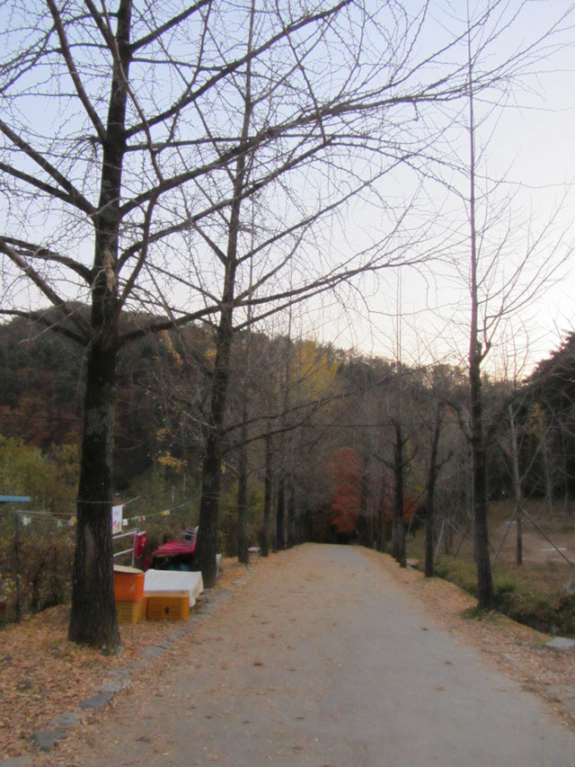 韓國榮州浮石寺 入口 銀杏金黃大道