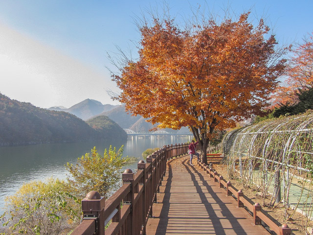 韓國丹陽南漢江畔第四散步道 (江邊路) 秋天紅葉景色