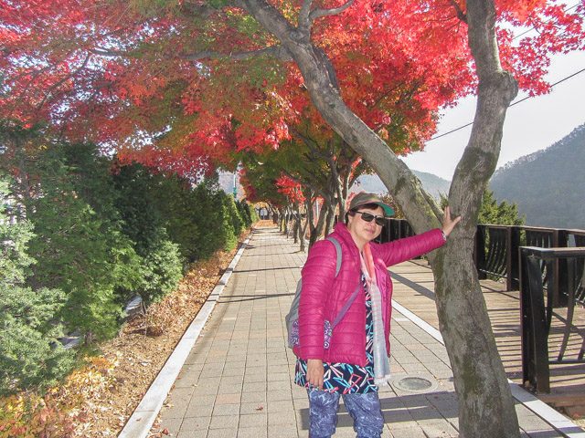 韓國丹陽南漢江畔第四散步道 (江邊路) 秋天紅葉景色