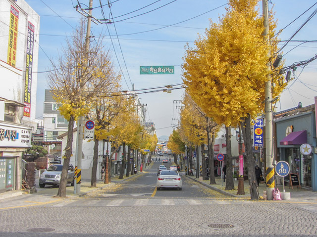 韓國堤川市 漂亮黃銀杏街道