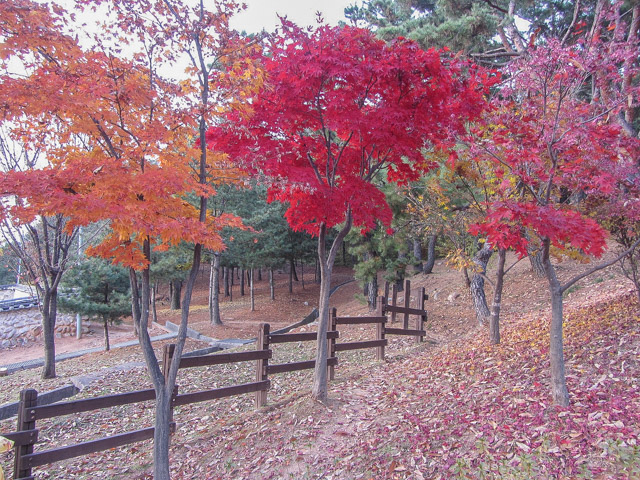 韓國忠清北道 堤川 艾後山公園 紅葉景色