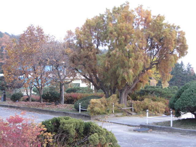 韓國忠清北道 堤川高等學校 (제천고교) 校園秋天紅葉景色