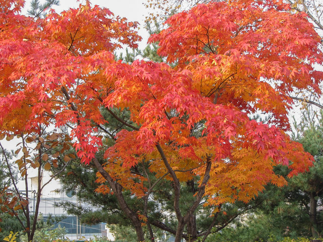 韓國忠清北道 堤川中央公園 秋天紅葉景色