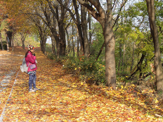 堤川忠州湖畔 秋天紅葉景色