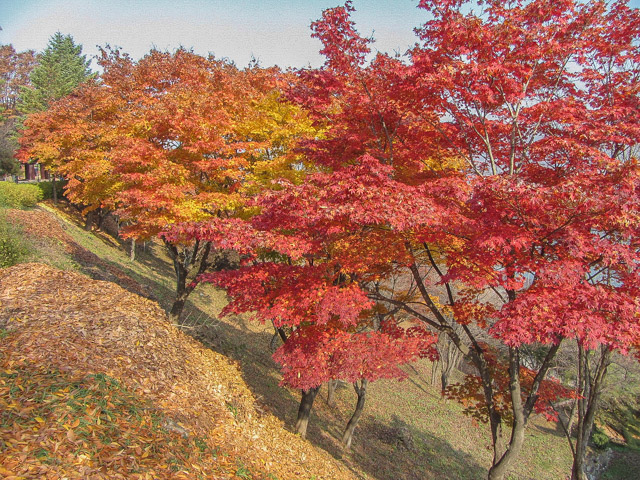 堤川忠州湖清風文化財團地 秋天紅葉景色