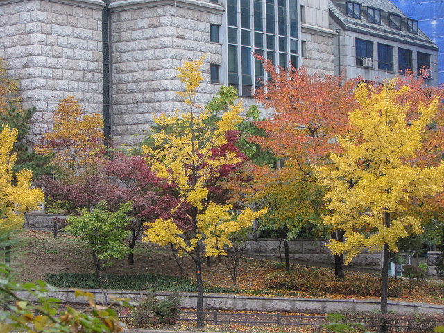 韓國首爾明洞秋天紅楓葉、黃銀杏景色