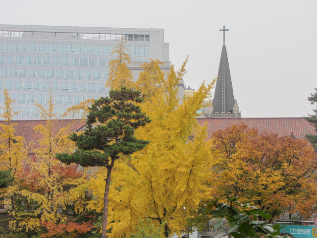 韓國首爾明洞秋天紅楓葉、黃銀杏景色
