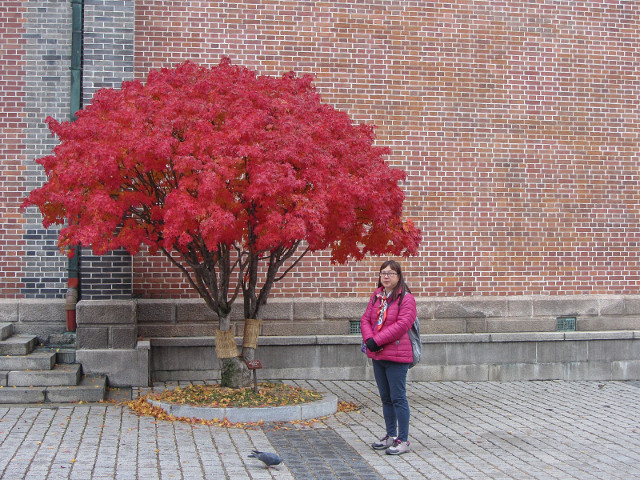 韓國首爾 明洞天主教堂 秋天紅楓葉景色