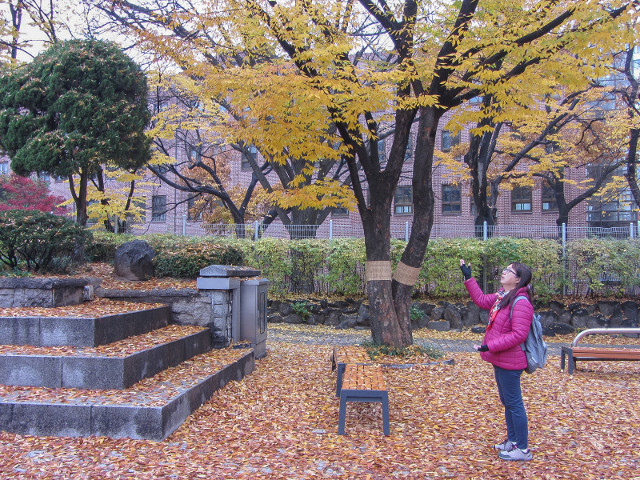 韓國首爾 明洞天主教堂 秋天紅楓葉、黃銀杏景色