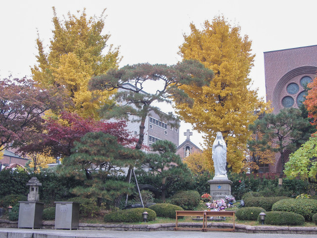 韓國首爾 明洞天主教堂 秋天紅楓葉、黃銀杏景色
