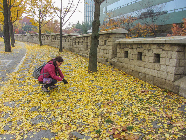 韓國首爾 會賢山腳 首爾城廓路秋天紅葉、金黃銀杏景色