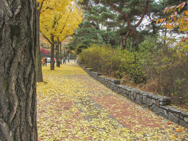 韓國首爾會賢洞1街 南山登山口 秋天金黃銀杏景色