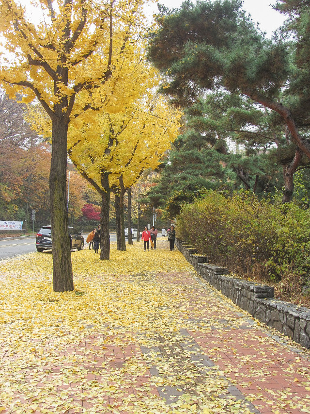 韓國首爾會賢洞1街 南山登山口 秋天金黃銀杏景色