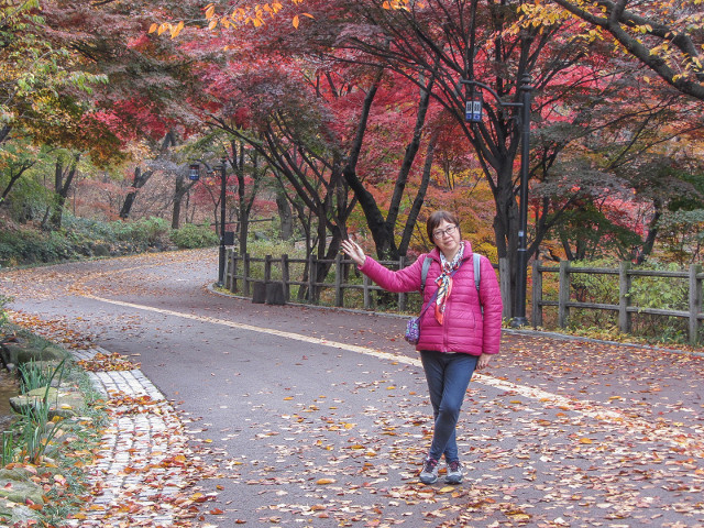 首爾南山北側循環路 秋天紅楓葉漂亮景色