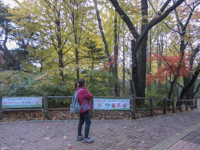 首爾南山公園 南山南側循環路 秋天紅葉、黃杏景色