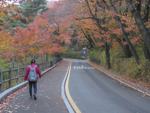 首爾南山公園 南山南側循環路 秋天紅葉景色
