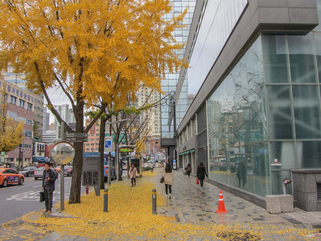首爾地鐵安國站 街道金黃色銀杏樹